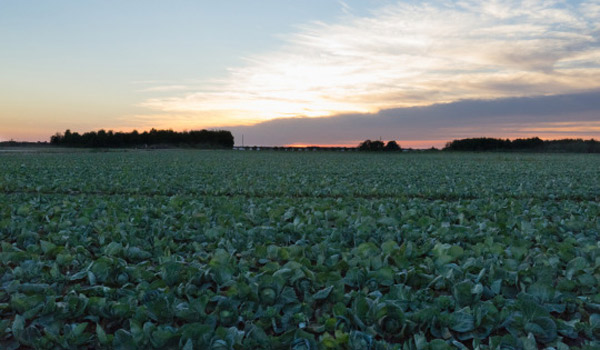 Agricultural field at sunrise