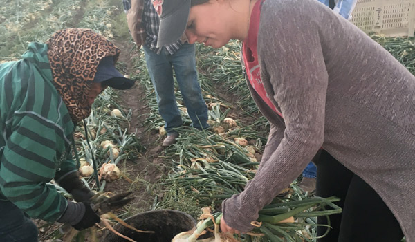 Student working in field alongside migrant workers